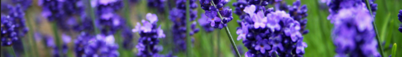 Nakafurano, 北海道, 日本, Lavande Wikivoyage page banner, CC BY-SA 3.0